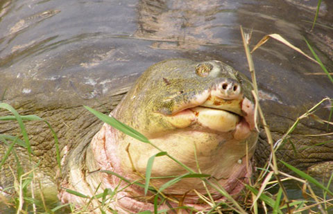 Черепаха из ханойского озера Хоан Кием
